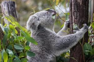 Australien Kreuzfahrt